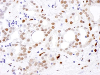 Rabbit SAMHD1 Antibody