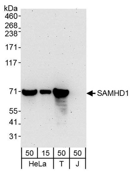 Rabbit SAMHD1 Antibody