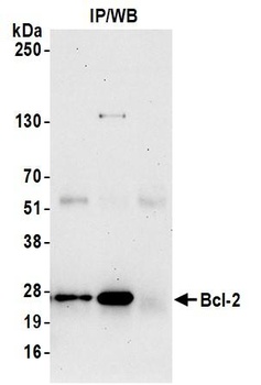 Rabbit Bcl-2 Antibody