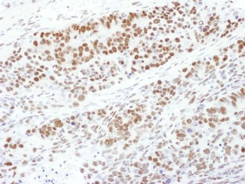Goat Phospho MEK1 (T286) Antibody