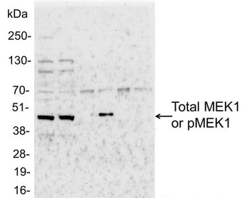 Goat Phospho MEK1 (T286) Antibody