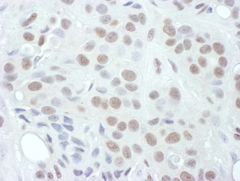 Rabbit Phospho MEK1(T286) Antibody