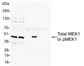Rabbit Phospho MEK1(T286) Antibody
