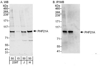 Rabbit PHF21A Antibody