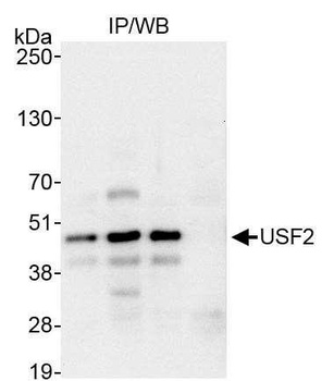 Rabbit USF2 Antibody