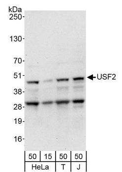 Rabbit USF2 Antibody