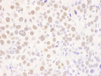 Rabbit USF2 Antibody