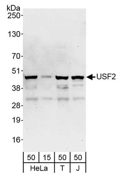 Rabbit USF2 Antibody