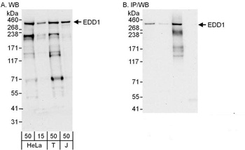Rabbit anti-EDD1 Antibody