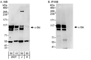 Rabbit c-Ski Antibody