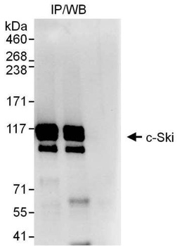 Rabbit c-Ski Antibody