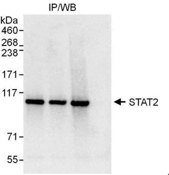 Rabbit STAT2 Antibody