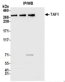 Rabbit TAF1 Antibody