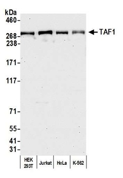Rabbit TAF1 Antibody