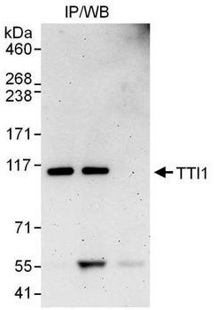 Rabbit TTI1 Antibody