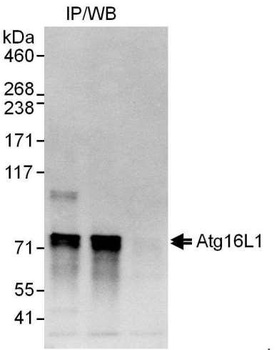 Rabbit anti-Atg16L1 Antibody