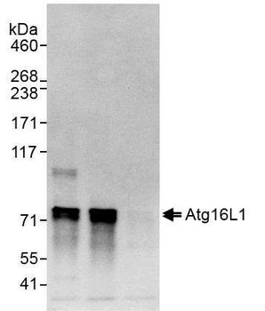 Rabbit anti-Atg16L1 Antibody