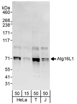 Rabbit anti-Atg16L1 Antibody