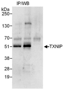Rabbit anti-TXNIP Antibody