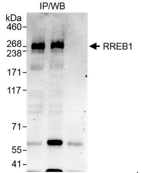 Rabbit RREB1 Antibody
