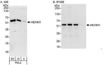 Rabbit anti-HEXIM1 Antibody