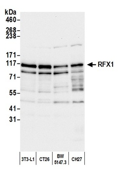 Rabbit RFX1 Antibody