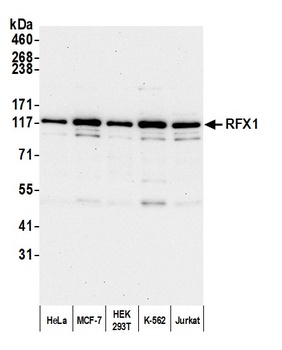 Rabbit RFX1 Antibody