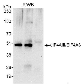 Rabbit eIF4AIII/EIF4A3 Antibody