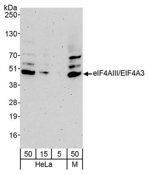 Rabbit eIF4AIII/EIF4A3 Antibody