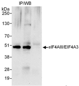 Rabbit eIF4AIII/EIF4A3 Antibody