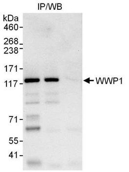 Rabbit WWP1 Antibody