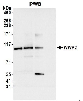 Rabbit WWP2 Antibody