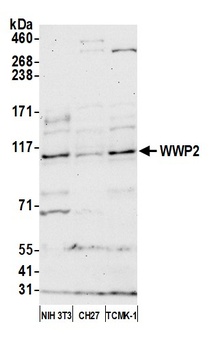 Rabbit WWP2 Antibody