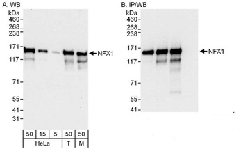 Rabbit anti-NFX1 Antibody