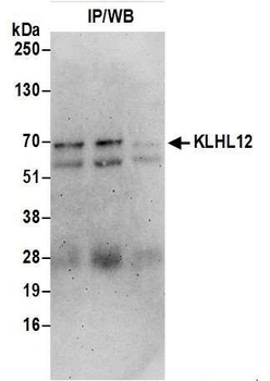 Rabbit anti-KLHL12 Antibody