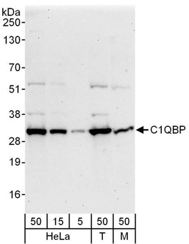 Rabbit C1QBP Antibody