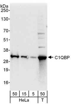 Rabbit C1QBP Antibody