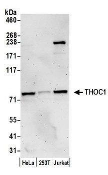 Rabbit THOC1 Antibody