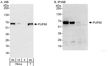 Rabbit PUF60 Antibody