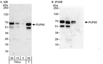 Rabbit PUF60 Antibody