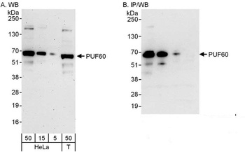 Rabbit PUF60 Antibody