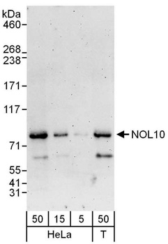 Rabbit NOL10 Antibody