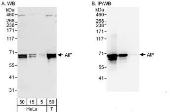 Rabbit AIF Antibody