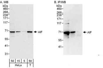 Rabbit AIF Antibody