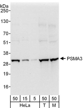 Rabbit PSMA3 Antibody