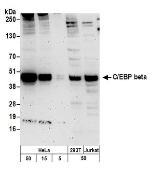Rabbit C/EBP beta Antibody