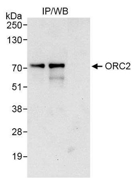 Rabbit ORC2 Antibody
