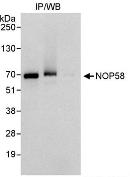 Rabbit NOP58 Antibody