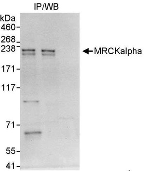 Rabbit MRCKalpha Antibody
