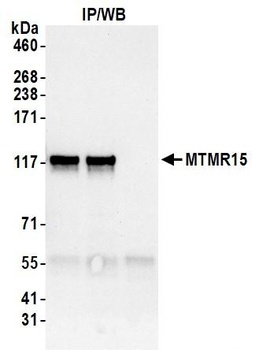 Rabbit MTMR15 Antibody